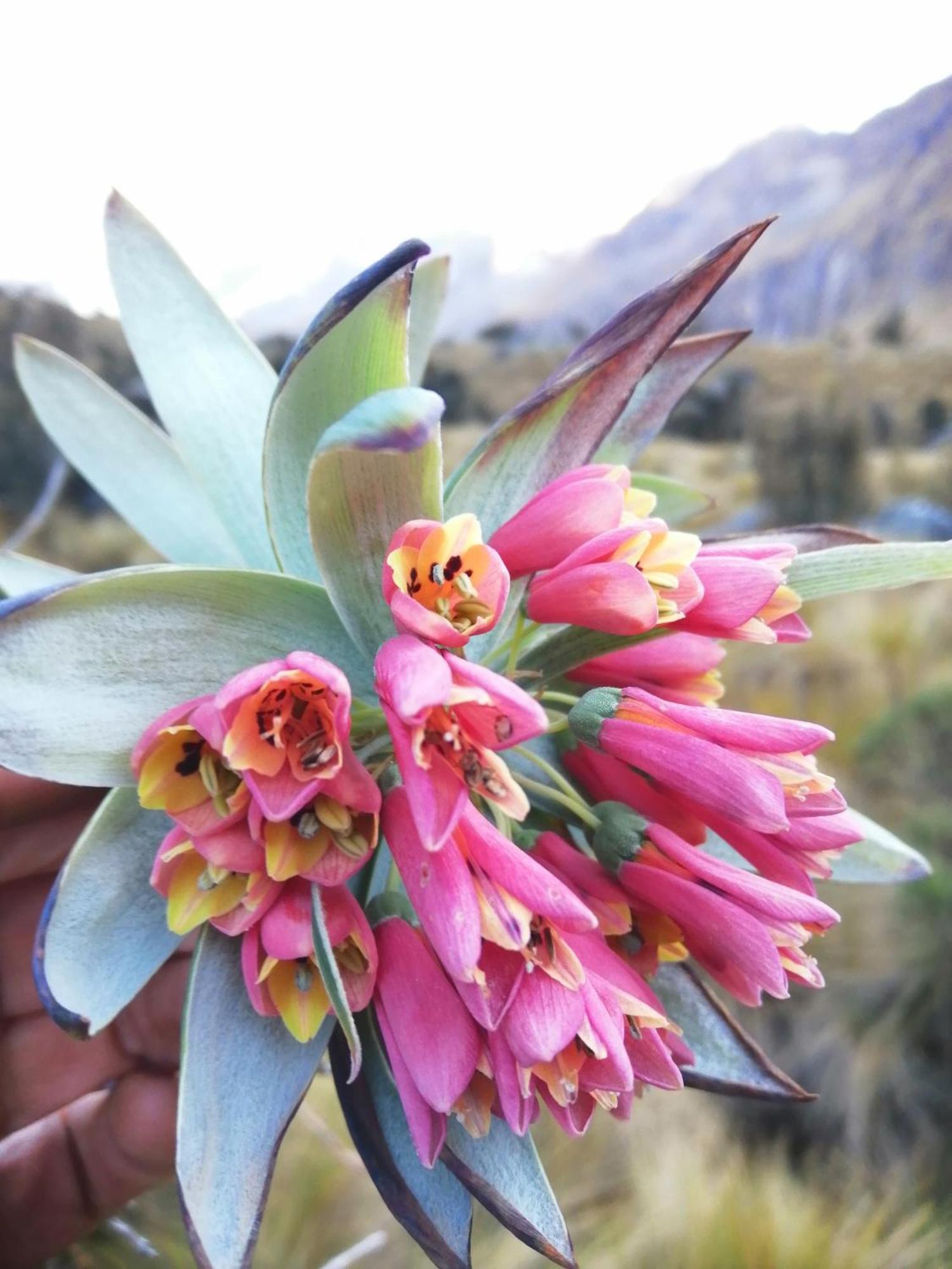 Amazing Huaraz Panzió Kültér fotó