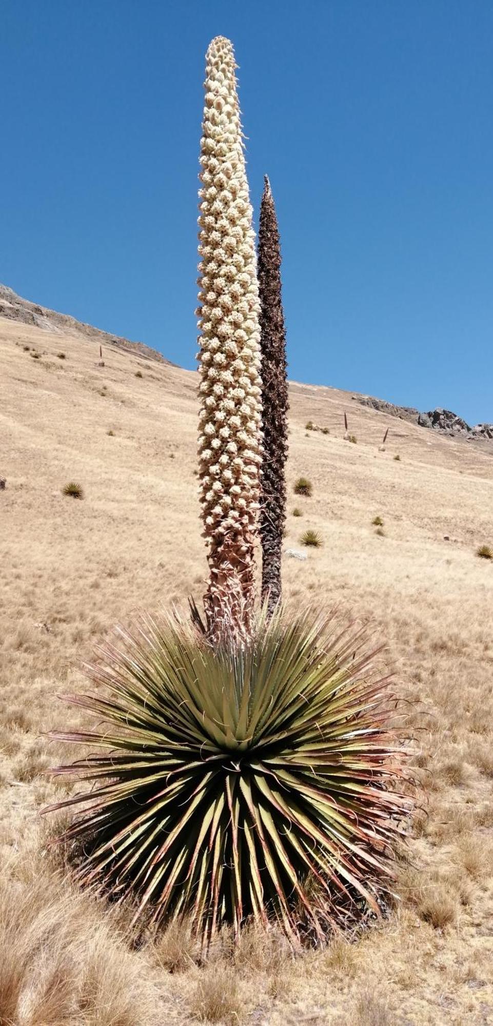 Amazing Huaraz Panzió Kültér fotó